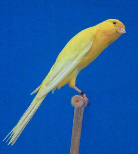 persian-canary.jpg