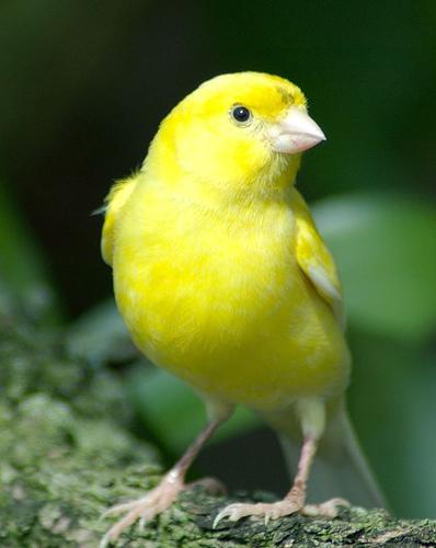 yellow-canary-93.jpg