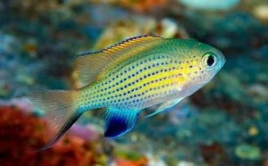 ماهی دامسل کرومیس واندربیلت (Vanderbilt Chromis)