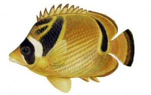 پروانه ماهی ماسک‌دار (راکون خط قرمز) (Chaetodon Lunula - Raccoon butterflyfish)